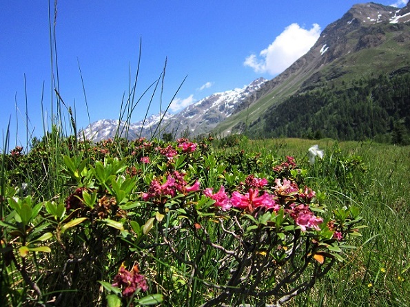 Foto: Andreas Koller / Klettersteigtour / Murmele Klettersteig / Via ferrata Marmotta (2330m) / 14.08.2013 23:46:59