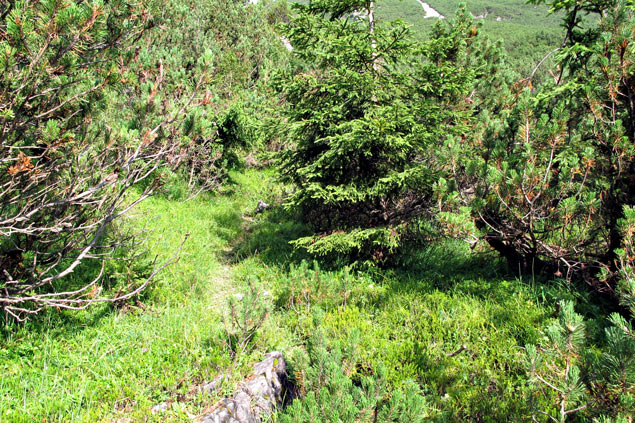 Foto: vince 51 / Wandertour / von Klimm (Elmen) auf die Klimmspitze / In den Latschen / 19.08.2013 11:30:36