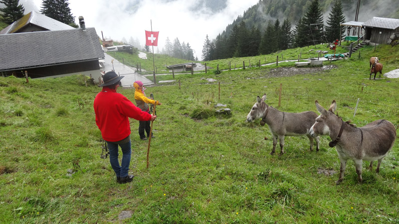 Foto: Datzi / Wandertour / Wanderung zum Berglimattsee und Wellness auf der Bergli Alp / Die Esel sind sehr zutraulich / 18.09.2013 06:39:19