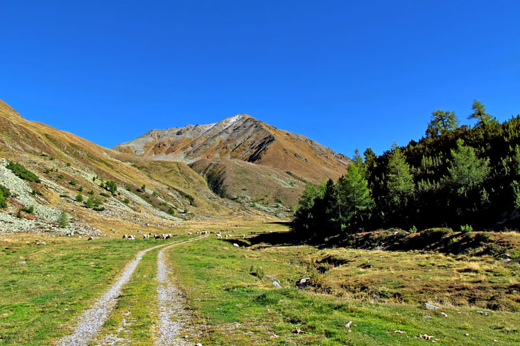 Foto: vince 51 / Wandertour / Von Graun auf den Habicher Kopf / Der nach der Alm im Hochtal weiterführende Weg / 05.10.2013 19:17:52