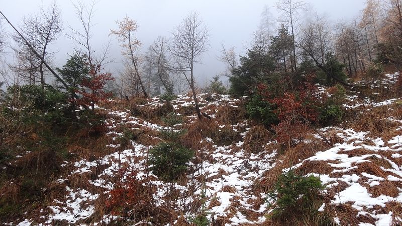 Foto: Datzi / Wandertour / Vom Brunnsee über die Eiblschlucht zum Hinteren Polster (Biwak) 2057m / Der Einstieg in den Wald nach dem Bachbeet / 18.11.2013 19:08:00