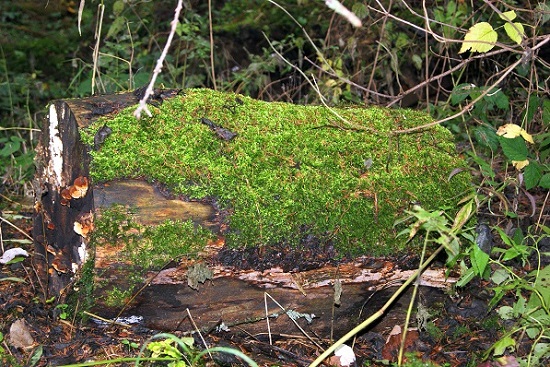 Foto: Andreas Koller / Wandertour / Ostrong - mystisches Waldviertel (1061m) / 22.12.2013 23:58:09