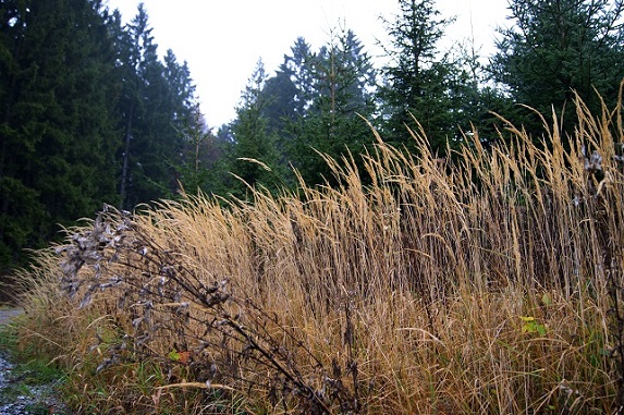 Foto: Andreas Koller / Wandertour / Ostrong - mystisches Waldviertel (1061m) / 22.12.2013 23:57:57