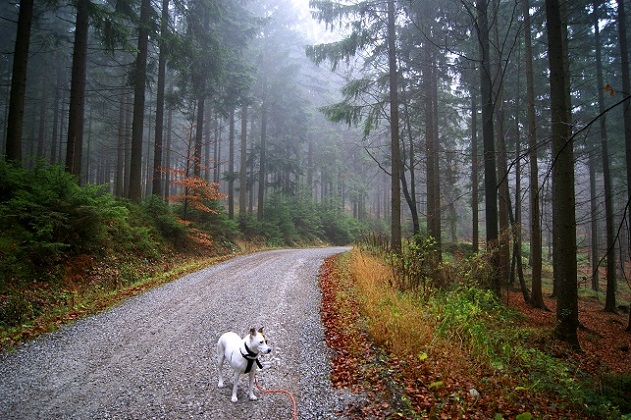 Foto: Andreas Koller / Wandertour / Ostrong - mystisches Waldviertel (1061m) / 22.12.2013 23:57:38