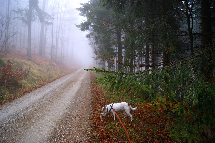 Foto: Andreas Koller / Wandertour / Ostrong - mystisches Waldviertel (1061m) / 22.12.2013 23:57:17