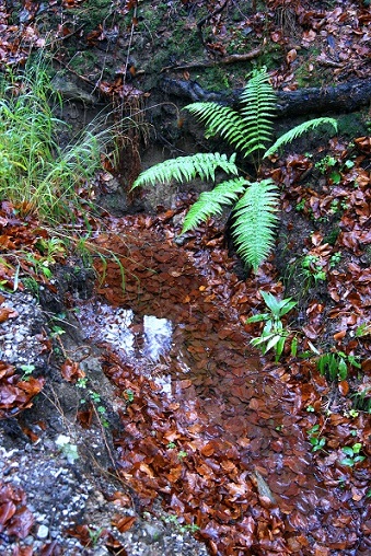 Foto: Andreas Koller / Wandertour / Ostrong - mystisches Waldviertel (1061m) / 22.12.2013 23:57:09