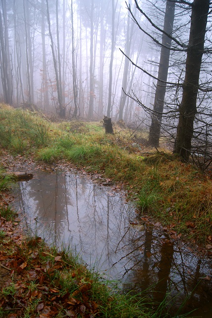 Foto: Andreas Koller / Wandertour / Ostrong - mystisches Waldviertel (1061m) / 22.12.2013 23:56:41
