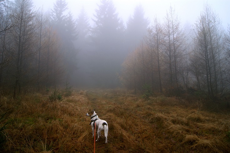 Foto: Andreas Koller / Wandertour / Ostrong - mystisches Waldviertel (1061m) / 22.12.2013 23:56:32