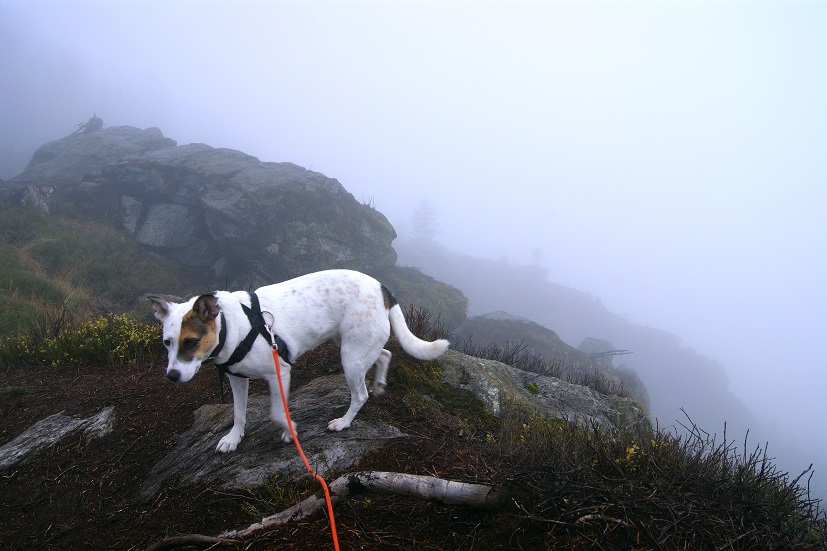 Foto: Andreas Koller / Wandertour / Ostrong - mystisches Waldviertel (1061m) / 22.12.2013 23:55:27
