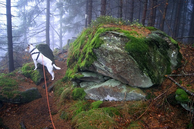 Foto: Andreas Koller / Wandertour / Ostrong - mystisches Waldviertel (1061m) / Verbindungssteig zum Kleinen Peilstein / 22.12.2013 23:53:51