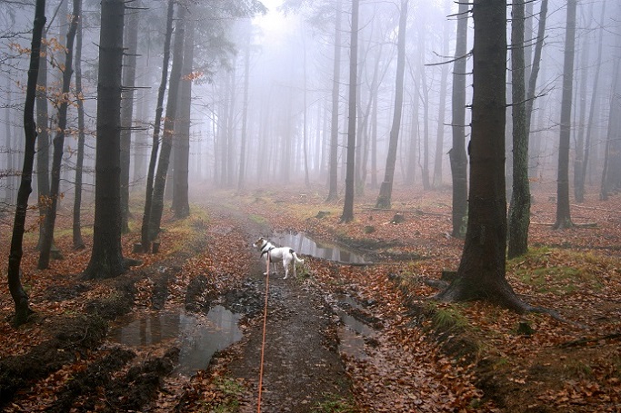 Foto: Andreas Koller / Wandertour / Ostrong - mystisches Waldviertel (1061m) / Weiterweg zum Kaiserstein / 22.12.2013 23:53:25