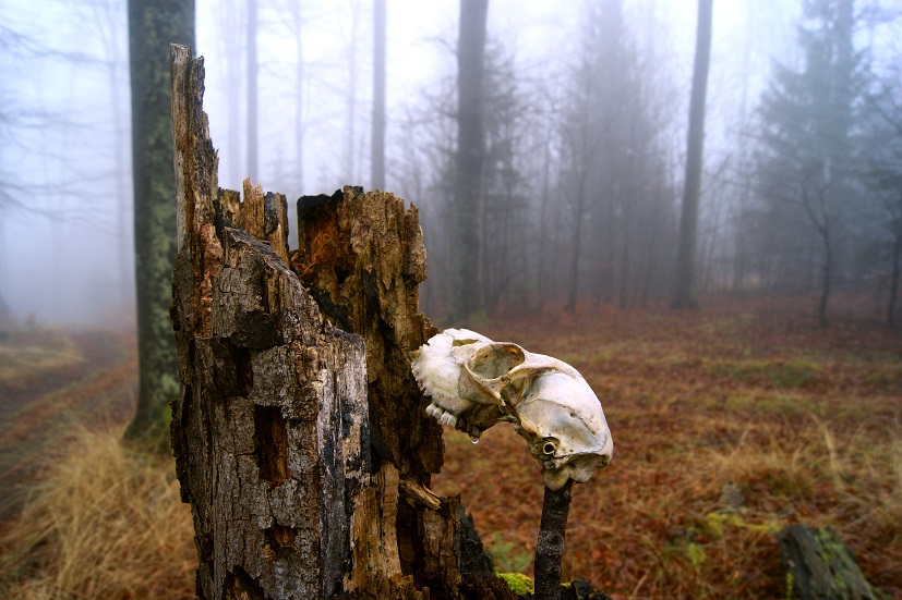 Foto: Andreas Koller / Wandertour / Ostrong - mystisches Waldviertel (1061m) / 22.12.2013 23:53:10