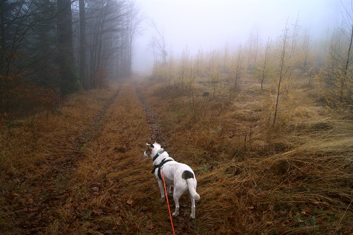 Foto: Andreas Koller / Wandertour / Ostrong - mystisches Waldviertel (1061m) / 22.12.2013 23:52:58