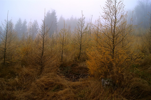 Foto: Andreas Koller / Wandertour / Ostrong - mystisches Waldviertel (1061m) / 22.12.2013 23:52:49