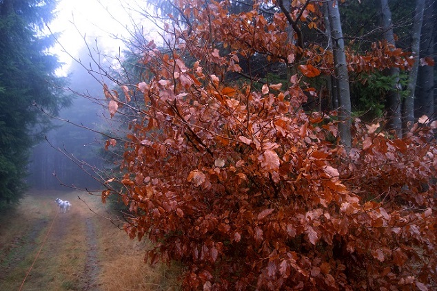 Foto: Andreas Koller / Wandertour / Ostrong - mystisches Waldviertel (1061m) / 22.12.2013 23:52:30
