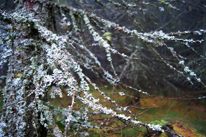 Foto: Andreas Koller / Wandertour / Ostrong - mystisches Waldviertel (1061m) / 22.12.2013 23:52:22
