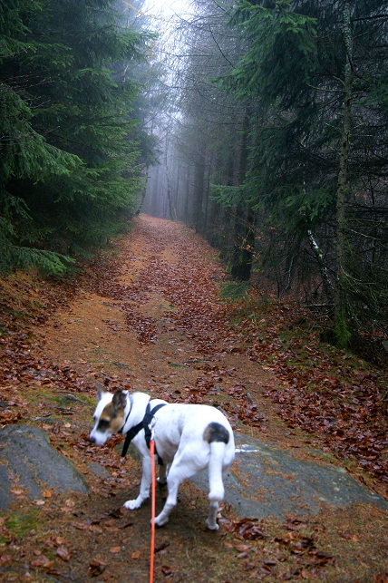 Foto: Andreas Koller / Wandertour / Ostrong - mystisches Waldviertel (1061m) / 22.12.2013 23:52:16