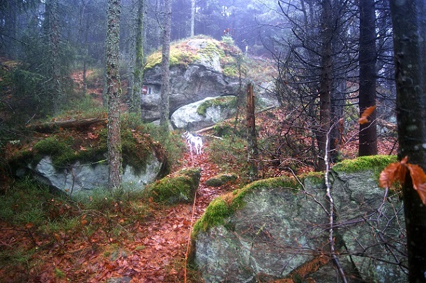 Foto: Andreas Koller / Wandertour / Ostrong - mystisches Waldviertel (1061m) / 22.12.2013 23:52:03
