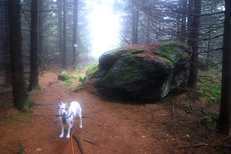 Foto: Andreas Koller / Wandertour / Ostrong - mystisches Waldviertel (1061m) / 22.12.2013 23:51:55