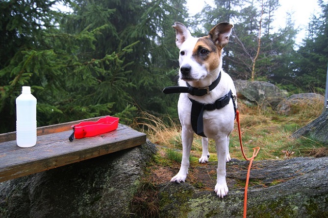 Foto: Andreas Koller / Wandertour / Ostrong - mystisches Waldviertel (1061m) / 22.12.2013 23:51:24