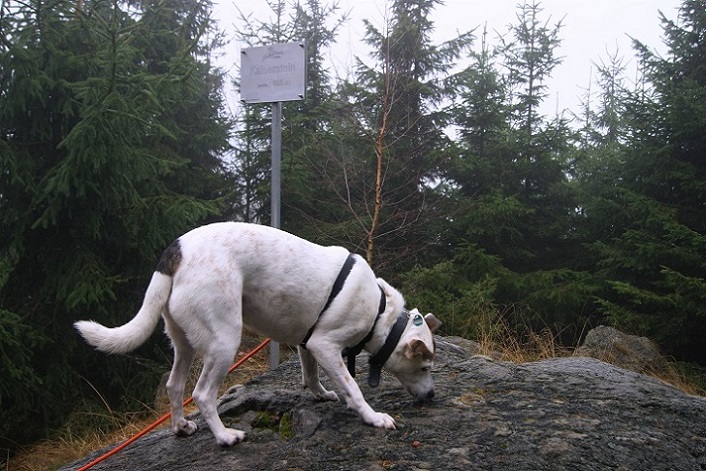 Foto: Andreas Koller / Wandertour / Ostrong - mystisches Waldviertel (1061m) / 22.12.2013 23:51:16
