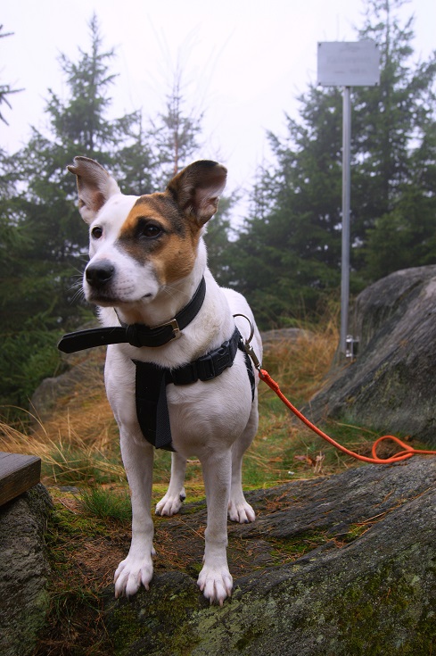 Foto: Andreas Koller / Wandertour / Ostrong - mystisches Waldviertel (1061m) / 22.12.2013 23:50:54