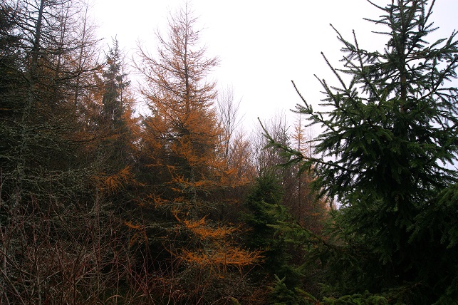 Foto: Andreas Koller / Wandertour / Ostrong - mystisches Waldviertel (1061m) / 22.12.2013 23:50:41