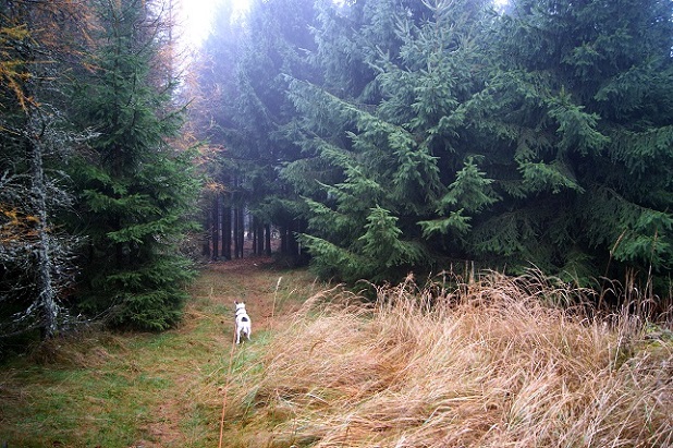 Foto: Andreas Koller / Wandertour / Ostrong - mystisches Waldviertel (1061m) / 22.12.2013 23:50:11