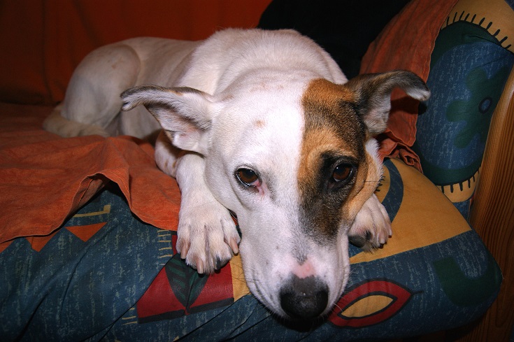 Foto: Andreas Koller / Wandertour / Ostrong - mystisches Waldviertel (1061m) / Müder Hund Carla / 22.12.2013 23:49:26