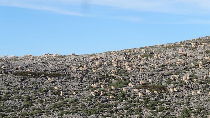 Foto: Datzi / Wandertour / Rundtour über den Psiloritis der Abstiegsweg führte dann über einsame Hirtenhütten / Schafe - Schafe - Schafe - Schafe - Schafe ...... / 25.06.2014 20:46:01
