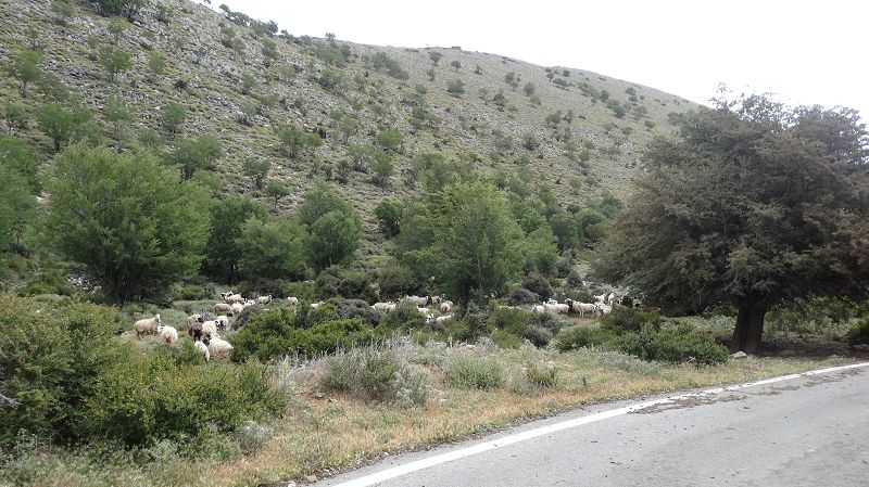 Foto: Datzi / Wandertour / Rundtour über den Psiloritis der Abstiegsweg führte dann über einsame Hirtenhütten / Schafe - Schafe .......... / 25.06.2014 20:53:48