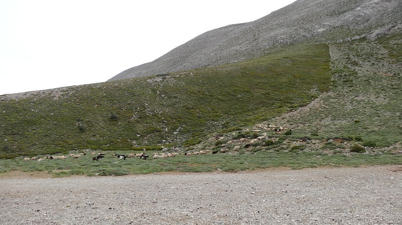 Foto: Datzi / Wandertour / Rundtour über den Psiloritis der Abstiegsweg führte dann über einsame Hirtenhütten / Schafe - Schafe - Schafe / 25.06.2014 20:55:09
