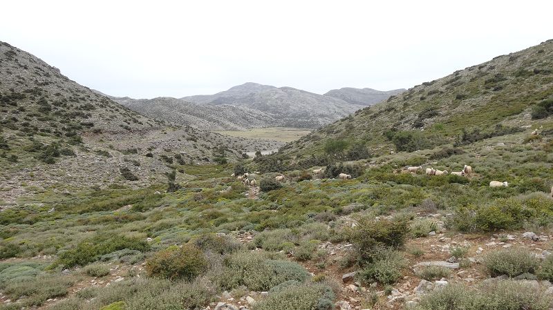 Foto: Datzi / Wandertour / Rundtour über den Psiloritis der Abstiegsweg führte dann über einsame Hirtenhütten / Blick zur Ida Hochebene / 25.06.2014 20:55:44