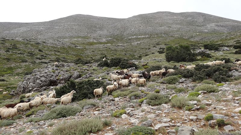 Foto: Datzi / Wandertour / Rundtour über den Psiloritis der Abstiegsweg führte dann über einsame Hirtenhütten / Schafherden wohin man blickt / 25.06.2014 20:56:07