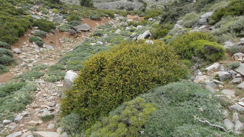 Foto: Datzi / Wandertour / Rundtour über den Psiloritis der Abstiegsweg führte dann über einsame Hirtenhütten / Die Landschaft ist Kark und trocken, das Fleisch der Schafe und Ziegen schmeckt hervorragend, wie gesagt einfach bei einen Urlaub in Griechenland nur Griechische Küche essen, ich traüme heute noch davon / 25.06.2014 20:56:48