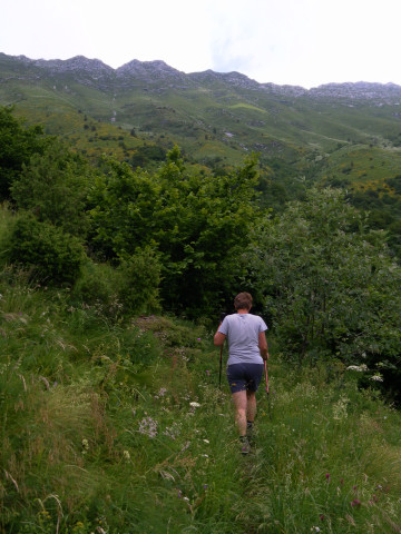 Foto: Wolfgang Lauschensky / Wandertour / Monte Plauris 1958m Südanstieg / krautig-verwachsene Abschnitte / 25.06.2014 18:11:37