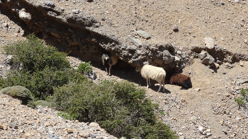 Foto: Datzi / Wandertour / Von der Lasithiou Hochebene zum Afentis sowie Dikti Ori (Biwak) und Lazaros / Der Schafen ist es gleich wieder zu heiß / 27.06.2014 14:10:29