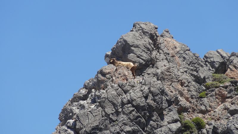 Foto: Datzi / Wandertour / Von der Lasithiou Hochebene zum Afentis sowie Dikti Ori (Biwak) und Lazaros / oft auch mit Abstand / 27.06.2014 14:10:44