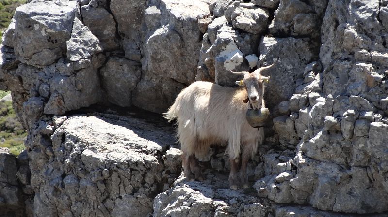 Foto: Datzi / Wandertour / Von der Lasithiou Hochebene zum Afentis sowie Dikti Ori (Biwak) und Lazaros / Die Bergziegen sind zum Teil sehr scheu aber sie halten oft still bei einen Foto / 27.06.2014 14:11:11