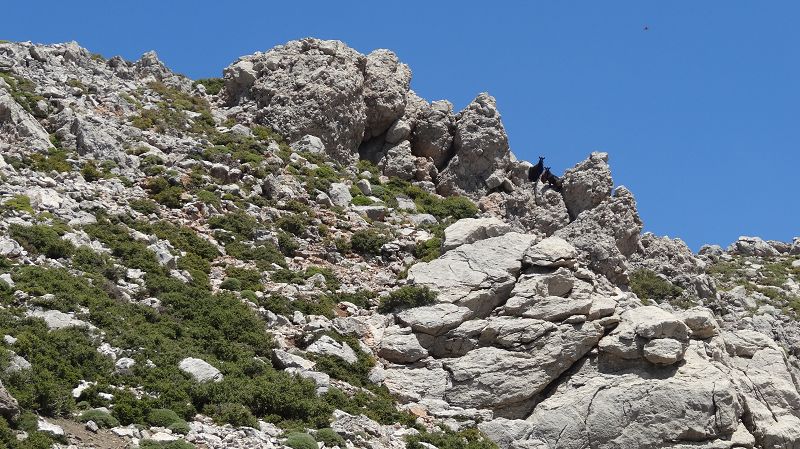 Foto: Datzi / Wandertour / Von der Lasithiou Hochebene zum Afentis sowie Dikti Ori (Biwak) und Lazaros / Man wird auch bei Einsamen Touren beobachtet / 27.06.2014 14:14:10