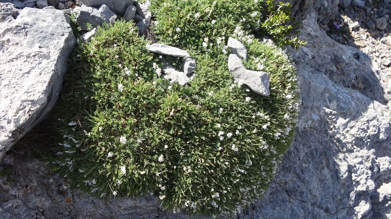 Foto: Datzi / Wandertour / Von der Lasithiou Hochebene zum Afentis sowie Dikti Ori (Biwak) und Lazaros / Die Karge Landschaft blüht auch im frühen Sommer / 27.06.2014 14:41:52