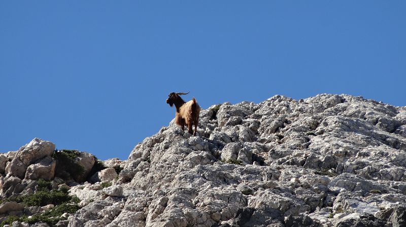 Foto: Datzi / Wandertour / Von der Lasithiou Hochebene zum Afentis sowie Dikti Ori (Biwak) und Lazaros / Die Bergziegen sind wieder oft anzutreffen / 27.06.2014 14:56:03