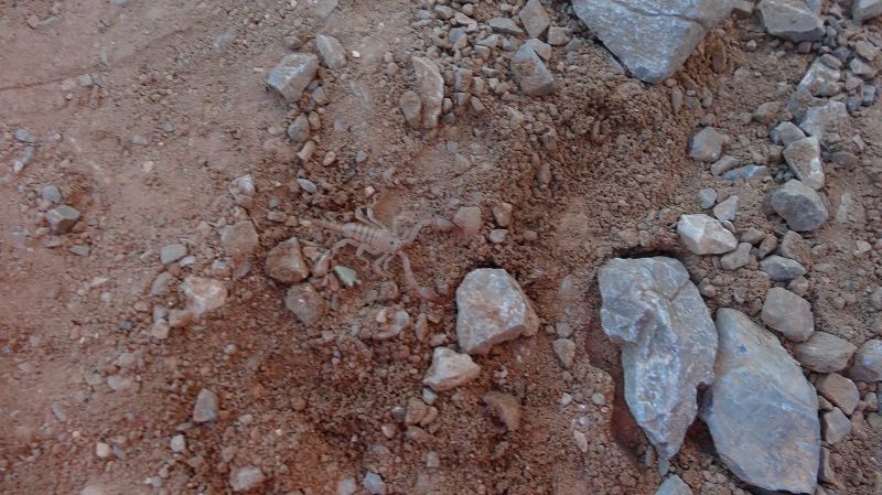 Foto: Datzi / Wandertour / Von der Lasithiou Hochebene zum Afentis sowie Dikti Ori (Biwak) und Lazaros / Der kleine Skorbion (Euscorpius italicus) der was auf Beutezug war. Ich war natürlich wieder im Weg deswegen verirrte er sich auf meinen Biwaksack.
Die kleineren Arten können die Haut der Menschen nicht durchstechen. Den größeren Skorpionen gelingt es diese zu durchstechen. Der Stich ist mit einen Wespen bzw. Bienenstich vergleichbar / 27.06.2014 15:02:15