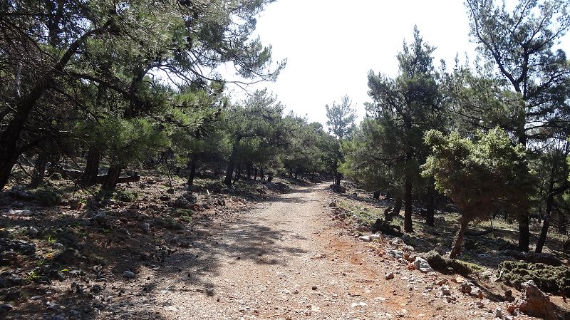 Foto: Datzi / Wandertour / Von der Lasithiou Hochebene zum Afentis sowie Dikti Ori (Biwak) und Lazaros / Die Straße die man von oben schon sieht, hier heißt es aber noch einmal zum E4 Weg abzusteigen / 27.06.2014 15:07:09