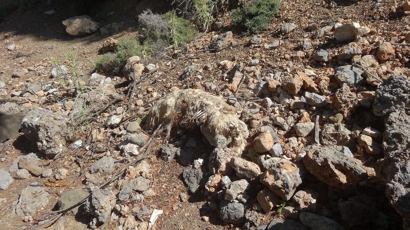 Foto: Datzi / Wandertour / Von der Lasithiou Hochebene zum Afentis sowie Dikti Ori (Biwak) und Lazaros / Ein verendetes Schaf mitten am Weg. Kreta wie man es nur zu Fuss erleben kann / 27.06.2014 15:08:36