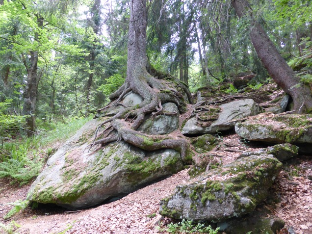 Foto: Manfred Karl / Wandertour / Großer Arber über das Mittagsplatzl / Seltsame Wurzelformen beim Abstieg zum Arbersee / 30.06.2014 18:47:03