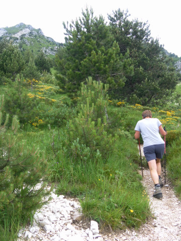 Foto: Wolfgang Lauschensky / Wandertour / Monte Chiampon 1709m / am bewachsenen Schuttkegel / 02.07.2014 20:57:03