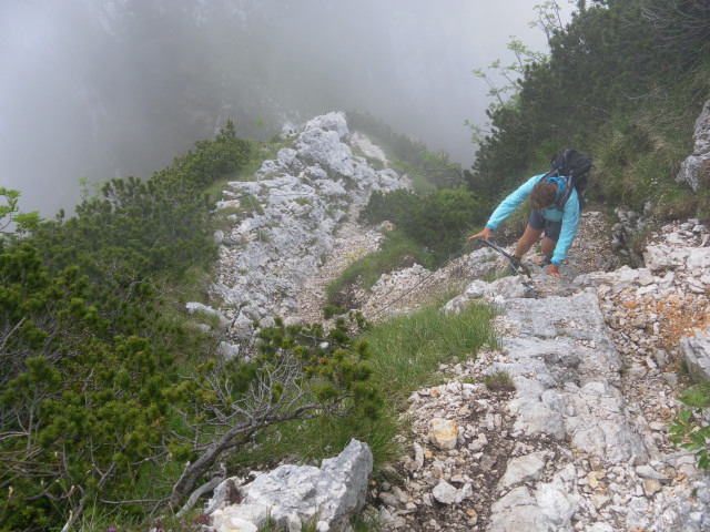 Foto: Wolfgang Lauschensky / Wandertour / Monte Amariana 1905m Südanstieg / Latschengasse aus der Rinne zum Gipfelrücken / 03.07.2014 18:44:41