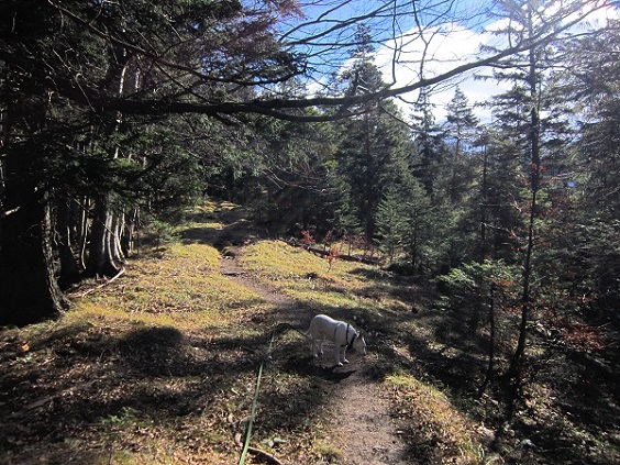 Foto: Andreas Koller / Schneeschuhtour / Über den Normalweg auf den Göller (1766m) / 03.07.2014 23:53:39