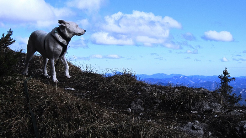 Foto: Andreas Koller / Schneeschuhtour / Über den Normalweg auf den Göller (1766m) / 03.07.2014 23:52:26